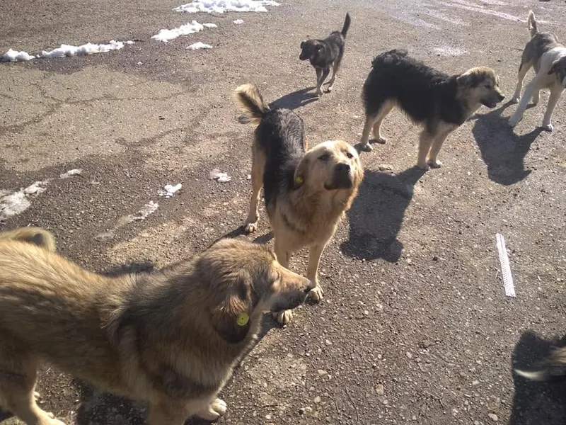 A shelter for stray dogs in Gostivar