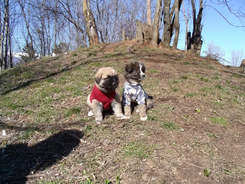 A shelter for stray dogs in Gostivar, the work in progress